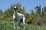 GREYHOUND 075